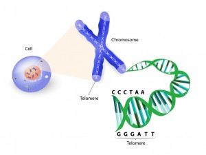 Human cell, chromosome and telomere